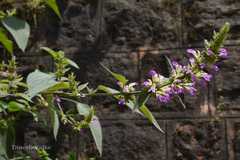 Anisomeles indica